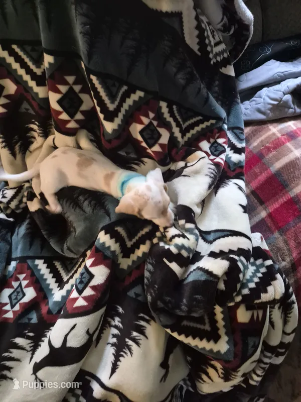 Puppy 1 – Miniature Dachshund puppy for sale in Wallace, NC