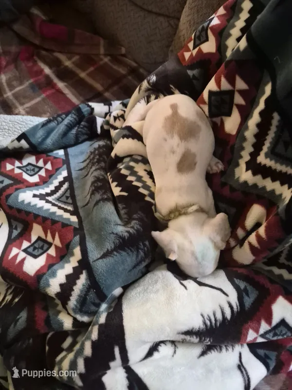 puppy three – Miniature Dachshund puppy for sale in Wallace, NC