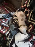 puppy three, a male Miniature Dachshund for sale in Wallace, NC – 1 of 1