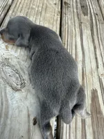 Puppy2, a male Miniature Dachshund for sale in Wallace, NC – 2 of 10
