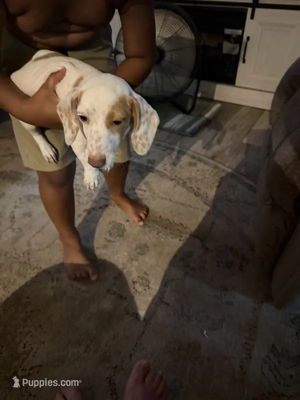 Puppy1, a male Miniature Dachshund for sale in Wallace, NC – 1 of 3