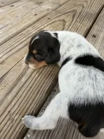 Puppy2, a male Miniature Dachshund for sale in Wallace, NC – 9 of 10