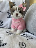 Phoebe, a female Yorkshire Terrier for sale in Sacramento, CA – 4 of 4