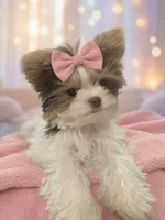 Phoebe*** PENDING***+, a female Yorkshire Terrier for sale in Sacramento, CA – 3 of 3