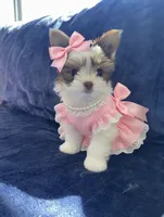 Phoebe, a female Yorkshire Terrier for sale in Sacramento, CA – 2 of 4