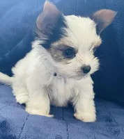 Sadie, a female Yorkshire Terrier for sale in Sacramento, CA – Photo 3 of 4