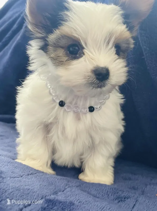 Sadie – Yorkshire Terrier puppy for sale in Sacramento, CA