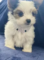 Sadie, a female Yorkshire Terrier for sale in Sacramento, CA – Photo 1 of 4