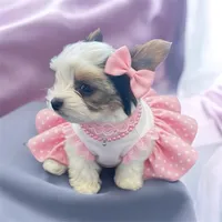 Sadie**** Pending, a female Yorkshire Terrier for sale in Sacramento, CA – 3 of 3