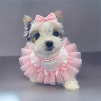 Sadie**** Pending, a female Yorkshire Terrier for sale in Sacramento, CA – 2 of 3