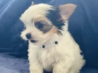 Sadie, a female Yorkshire Terrier for sale in Sacramento, CA – Photo 2 of 4