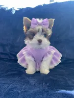 Phoebe, a female Yorkshire Terrier for sale in Sacramento, CA – 3 of 4