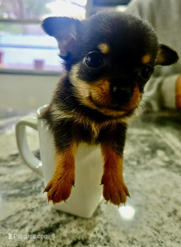 Chihuahua 1 – Chihuahua puppy for sale in Clearwater, FL