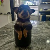Chihuahua 1, a male Chihuahua for sale in Clearwater, FL – 2 of 5