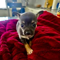 Chihuahua 1, a male Chihuahua for sale in Clearwater, FL – 4 of 5