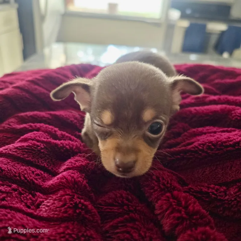 Chihuahua 1 – Chihuahua puppy for sale in Clearwater, FL