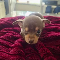 Chihuahua 1, a male Chihuahua for sale in Clearwater, FL – 5 of 5