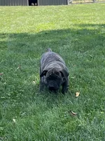 Stormy, a female Boerboel for sale in Guysville, OH – 3 of 3