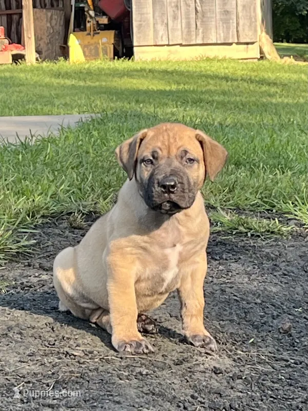 Dark green collar male – Boerboel puppy for sale in Guysville, OH