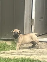 Dark green collar male, a male Boerboel for sale in Guysville, OH – 4 of 4