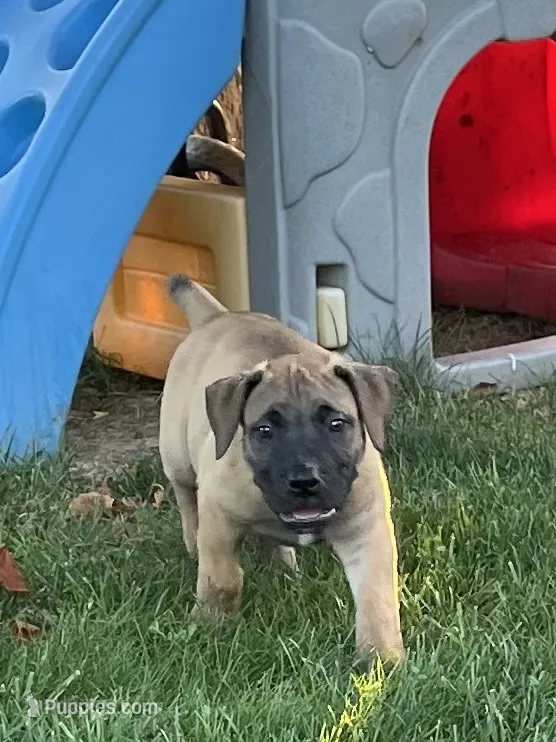 Dark green collar male – Boerboel puppy for sale in Guysville, OH