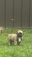 Sprout, a female Boerboel for sale in Guysville, OH – 2 of 2