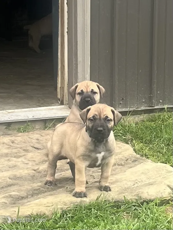 Dark green collar male – Boerboel puppy for sale in Guysville, OH