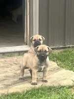 Dark green collar male, a male Boerboel for sale in Guysville, OH – 1 of 4