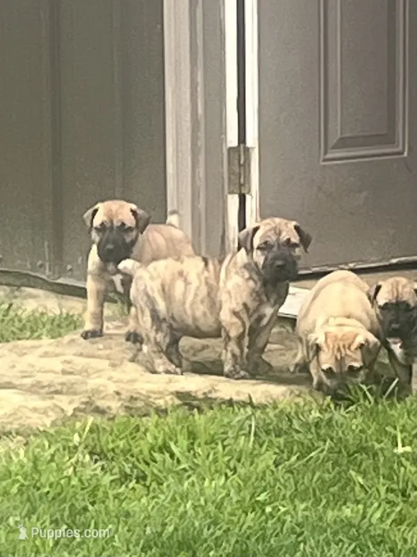 Brindle Male – Boerboel puppy for sale in Guysville, OH