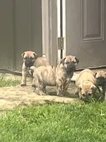 Brindle Male, a male Boerboel for sale in Guysville, OH – 1 of 3