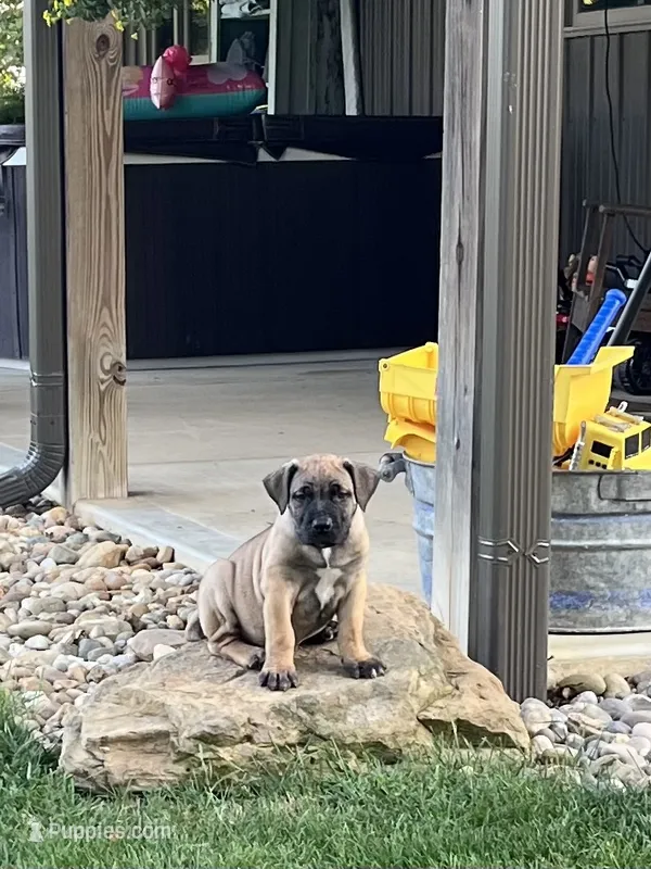 Purple collar girl – Boerboel puppy for sale in Guysville, OH