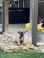 Sprig, a female Boerboel for sale in Guysville, OH – 1 of 4