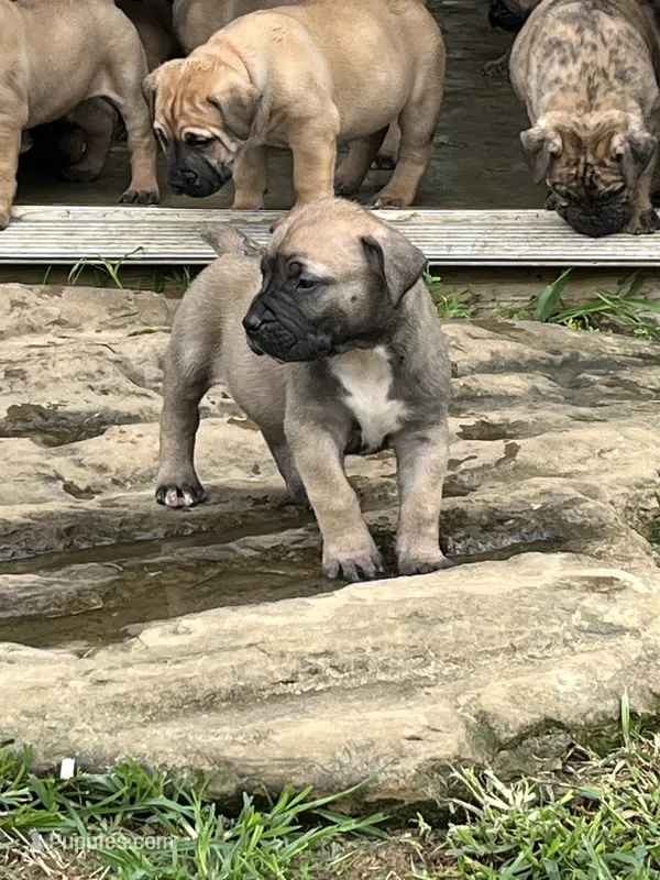 Sprout – Boerboel puppy for sale in Guysville, OH