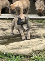 Sprout, a female Boerboel for sale in Guysville, OH – 1 of 2