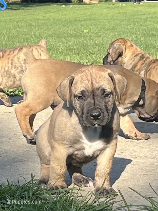 Sprout – Boerboel puppy for sale in Guysville, OH