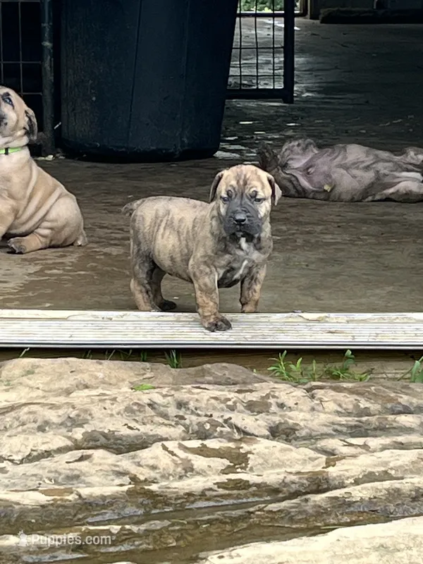 Dark brindle male  – Boerboel puppy for sale in Guysville, OH