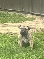 Brindle Male, a male Boerboel for sale in Guysville, OH – 2 of 3