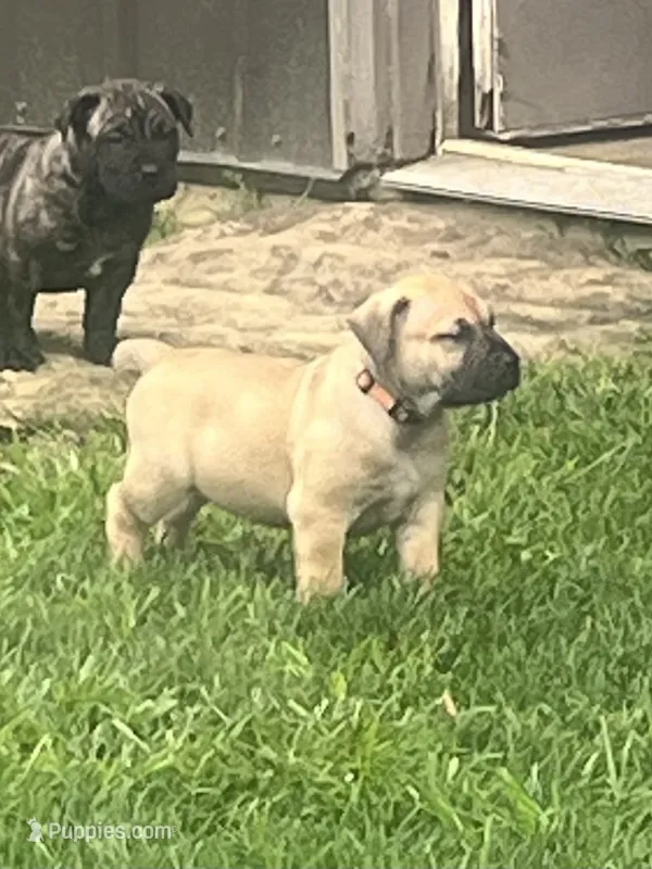 Orange collar female  – Boerboel puppy for sale in Guysville, OH