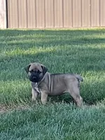 Sprig, a female Boerboel for sale in Guysville, OH – 3 of 4