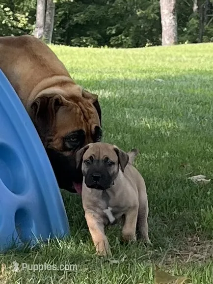 Dark green collar male – Boerboel puppy for sale in Guysville, OH