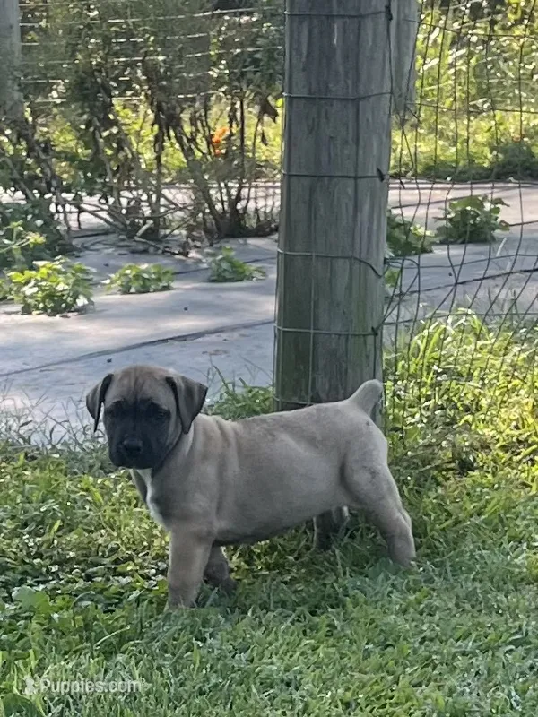 Sprout – Boerboel puppy for sale in Guysville, OH