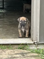 Purple collar girl, a female Boerboel for sale in Guysville, OH – 1 of 3