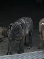 Stormy, a female Boerboel for sale in Guysville, OH – 2 of 3