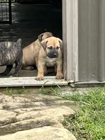 Orange collar female , a female Boerboel for sale in Guysville, OH – 2 of 2