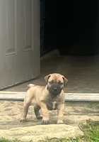 Dark green collar male, a male Boerboel for sale in Guysville, OH – 2 of 4