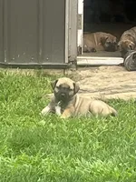 Purple collar girl, a female Boerboel for sale in Guysville, OH – 2 of 3