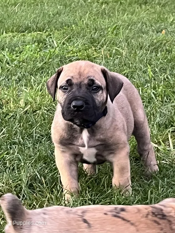 Purple collar girl – Boerboel puppy for sale in Guysville, OH