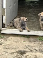 Brindle Male, a male Boerboel for sale in Guysville, OH – 3 of 3