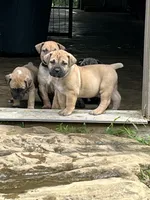 Lime green collar male , a male Boerboel for sale in Guysville, OH – 2 of 5