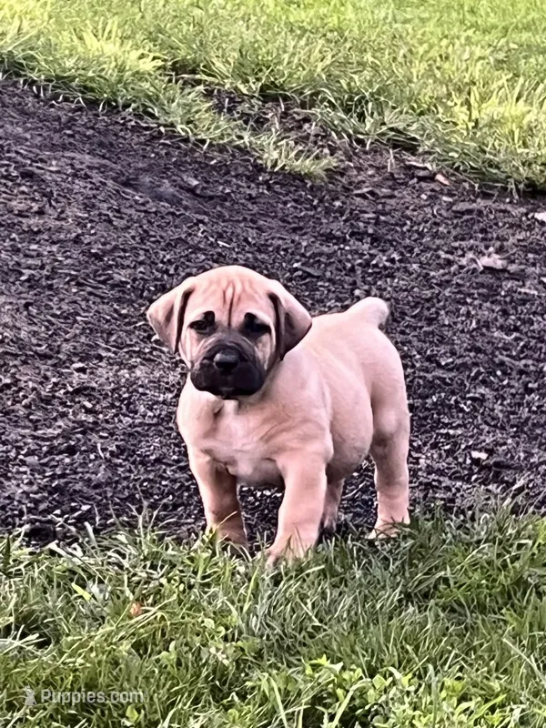Lime green collar male  – Boerboel puppy for sale in Guysville, OH